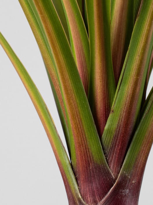 Cordyline indivisa