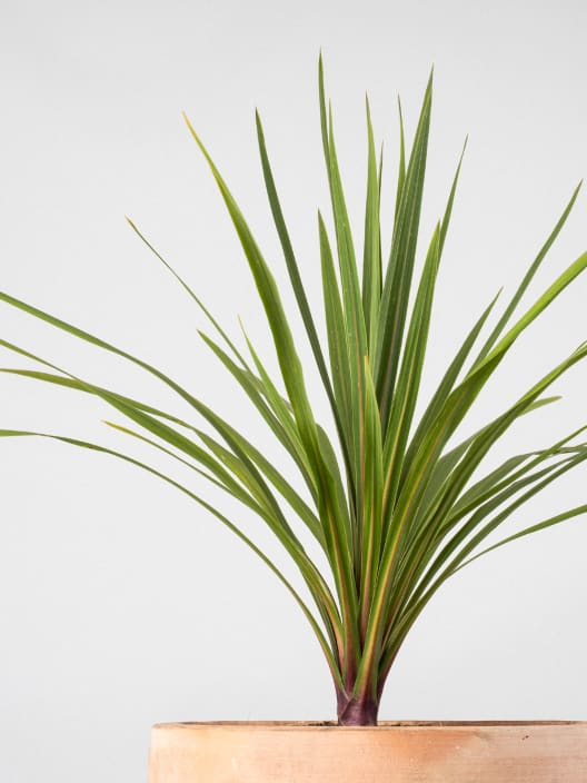 Cordyline indivisa