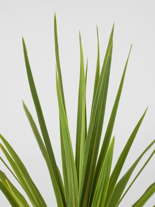 Cordyline indivisa