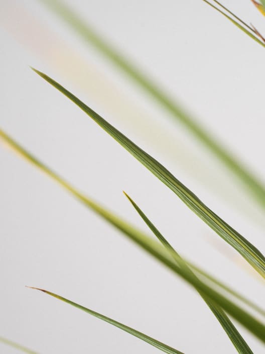 Cordyline indivisa