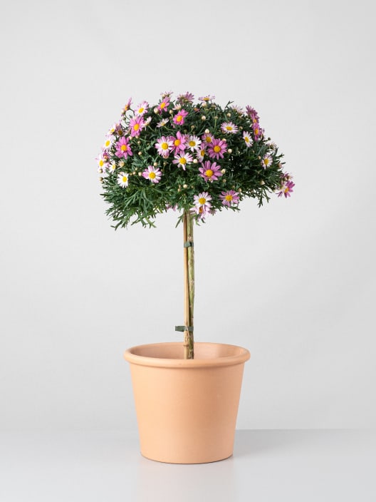 Margarita Copa (Argyranthemun frutencens)