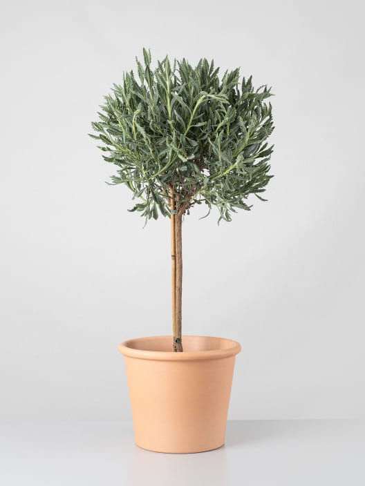 Lavanda dentata en Copa - Planta aromática