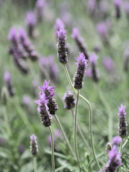 Lavanda dentata en Copa - Planta aromática