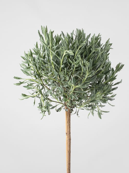 Lavanda dentata en Copa - Planta aromática