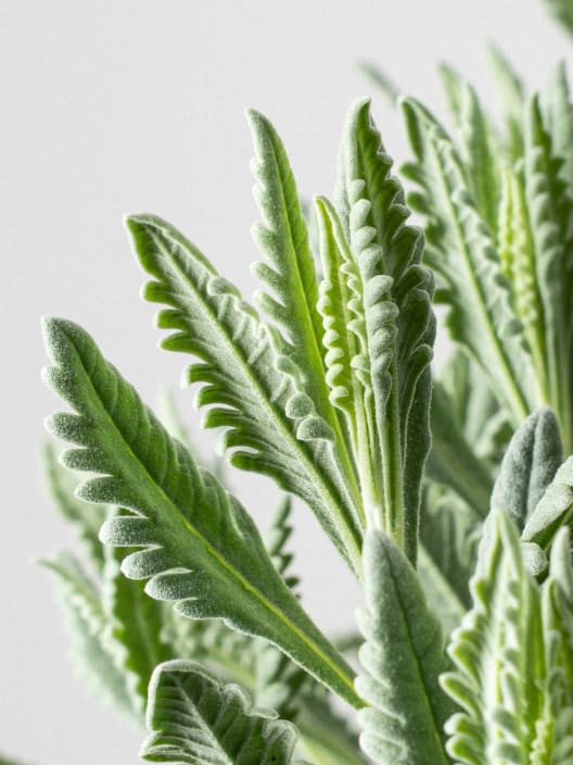 Lavanda dentata en Copa - Planta aromática