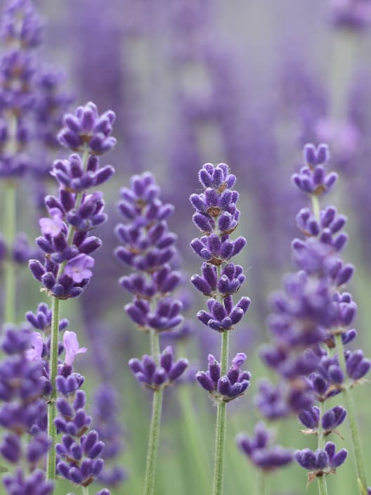 Lavandula angustifolia Pirámide - Planta aromática