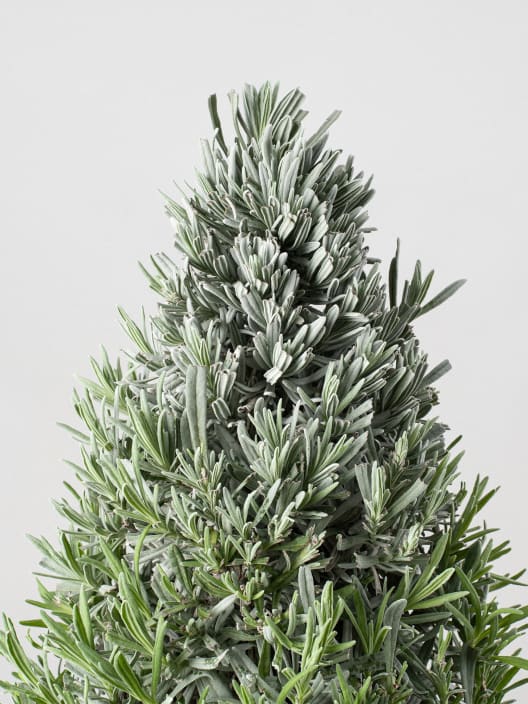 Lavandula angustifolia Pirámide - Planta aromática