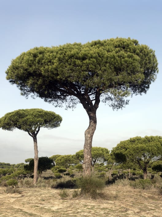 Pinus pinea (Pino piñonero)