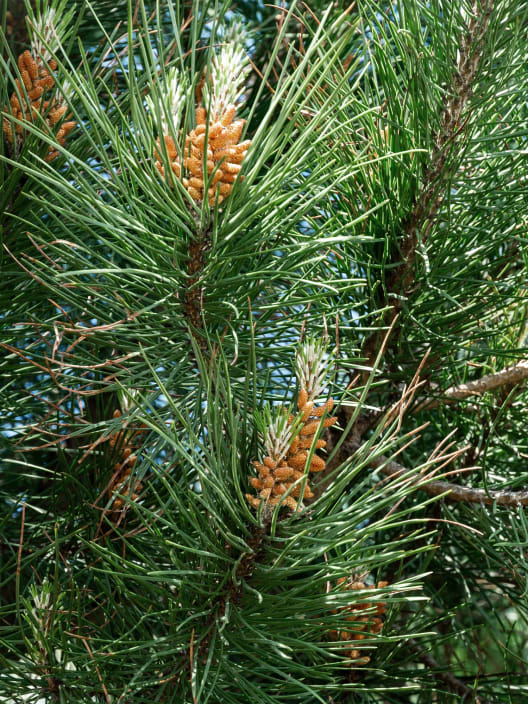 Pinus pinea (Pino piñonero)
