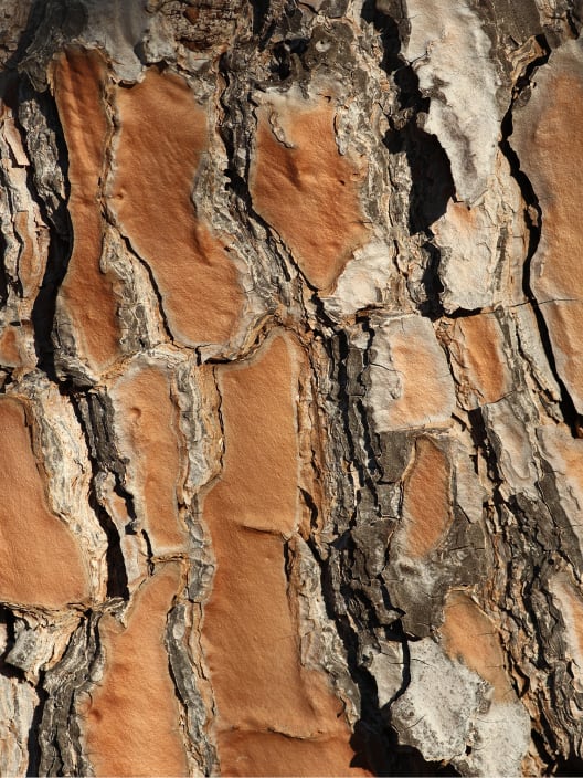 Pinus pinea (Pino piñonero)