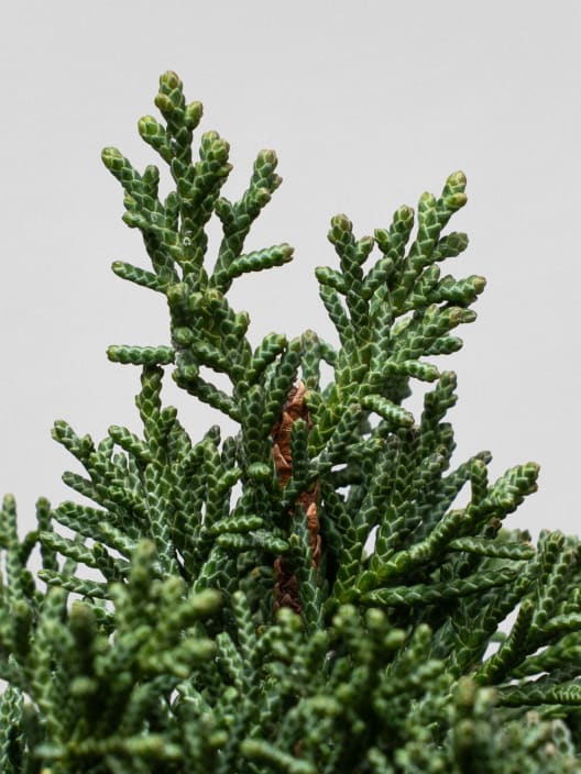 Bonsai Enebro chino (Juniperus chinensis)