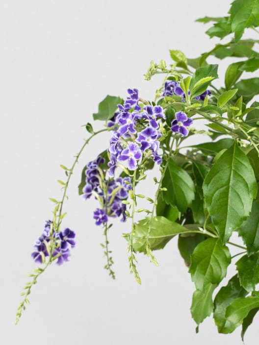 Bonsai Durantha (Duranta repens)