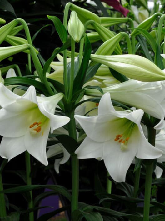 Lilium longiflorum 'Miracle'