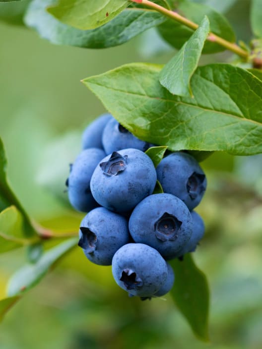 Arándano azul (Vaccinium corymbosum)