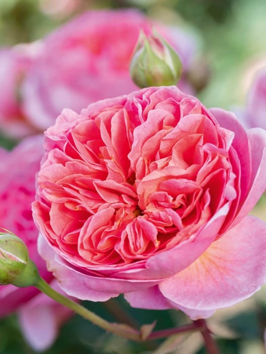 Rosal David Austin® Boscobel™