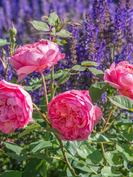 Rosal David Austin® Boscobel™