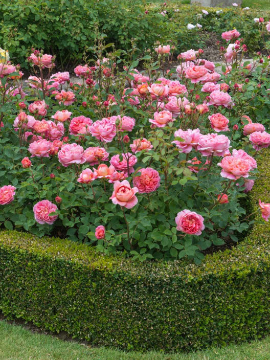 Rosal David Austin® Boscobel™