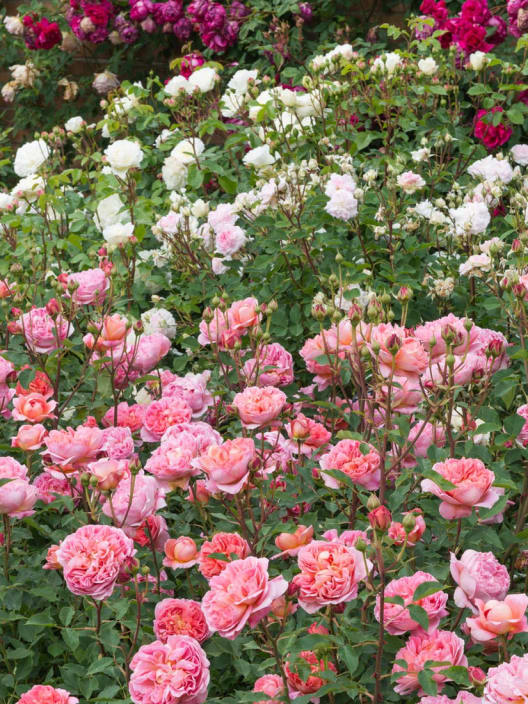 Rosal David Austin® Boscobel™