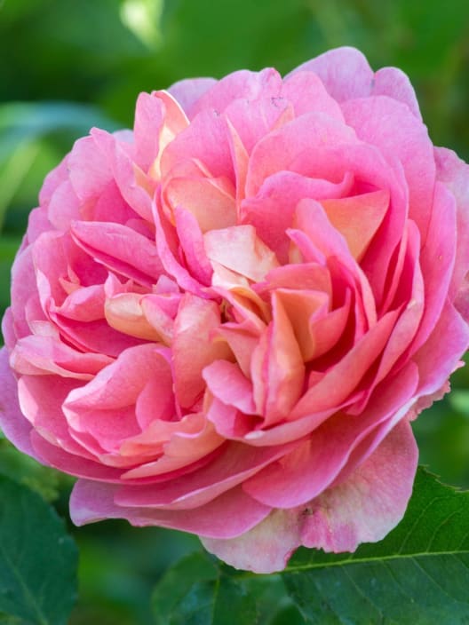 Rosal David Austin® Boscobel™