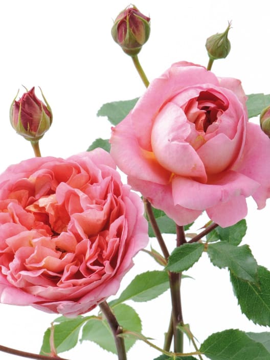 Rosal David Austin® Boscobel™