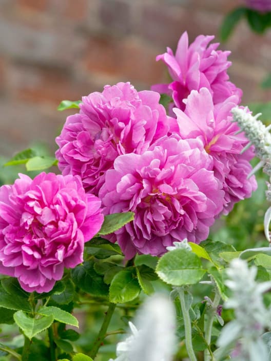 Rosal David Austin® Princess Anne