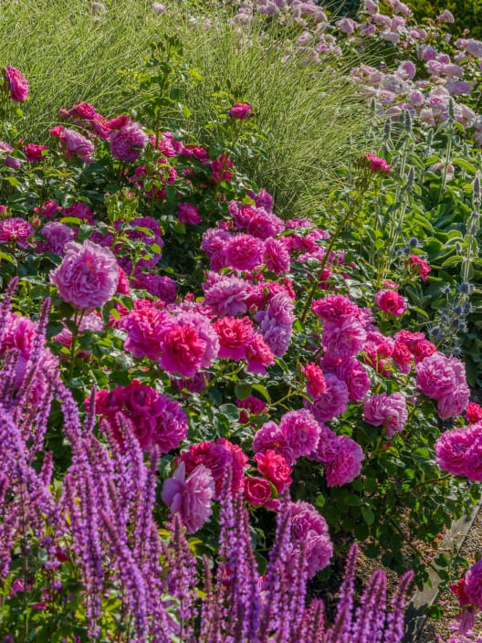 Rosal David Austin® Princess Anne