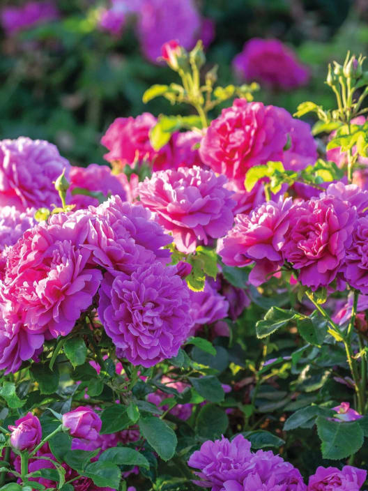 Rosal David Austin® Princess Anne