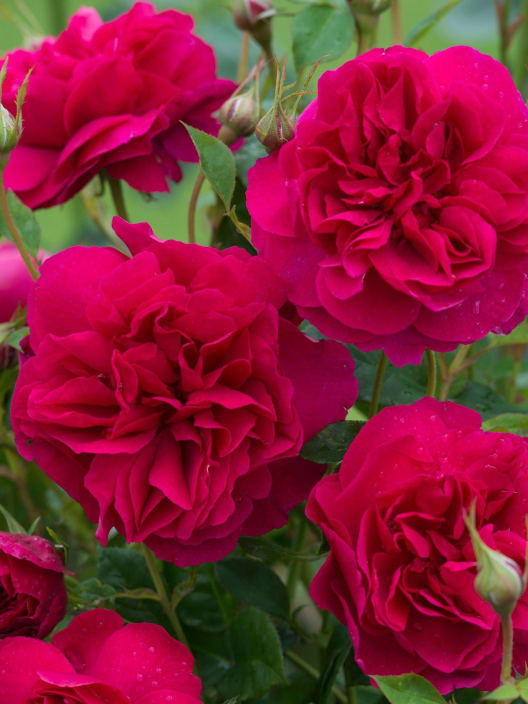 Rosal David Austin® Thomas à Becket