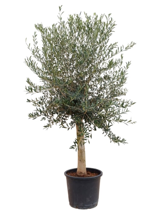 Olivo en Copa (olea europaea)