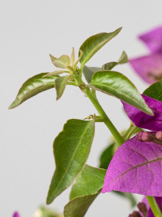 Bougainvillea glabra 'Alexandra' - Copa