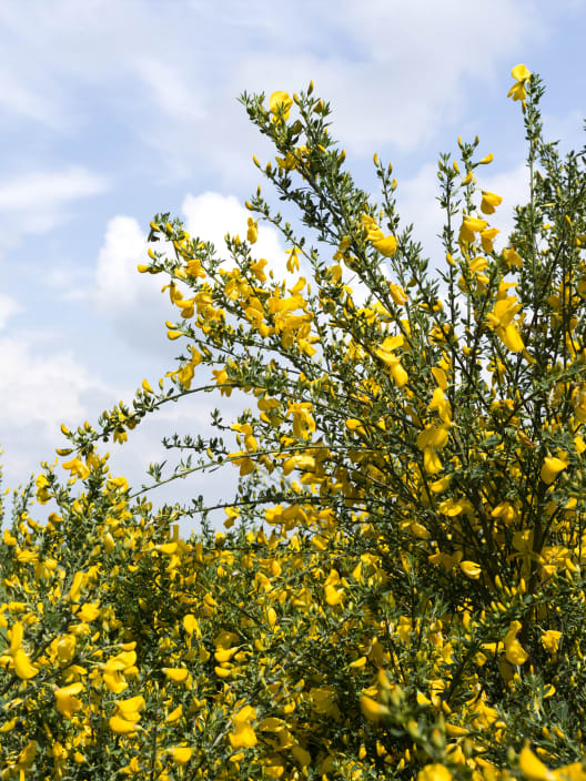 Genista maderensis