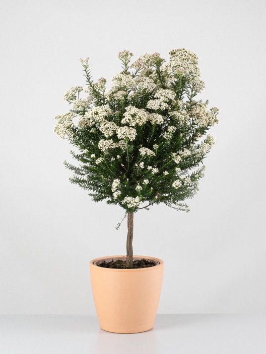 Ozothamnus diosmifolius