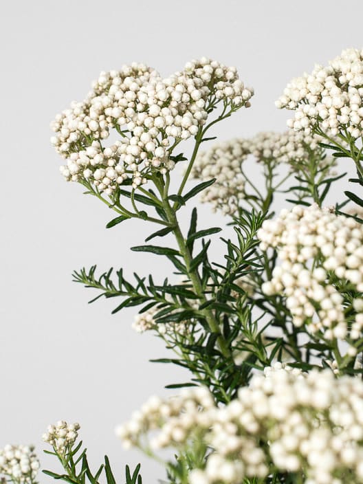 Ozothamnus diosmifolius