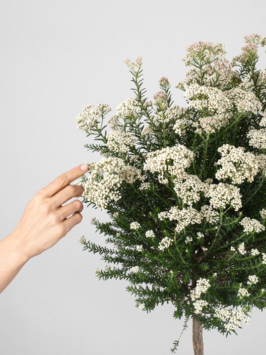 Ozothamnus diosmifolius