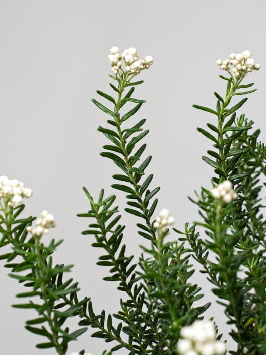 Ozothamnus diosmifolius