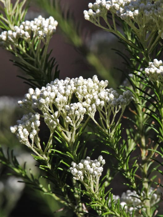Ozothamnus diosmifolius