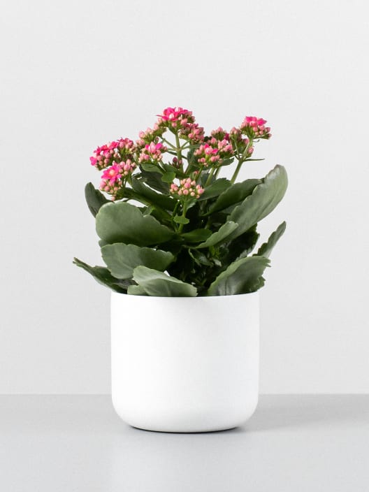 Kalanchoe de flor doble 'Rosa delicado'
