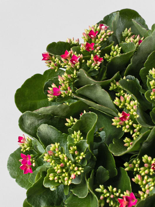 Kalanchoe de flor doble 'Rosa intenso'