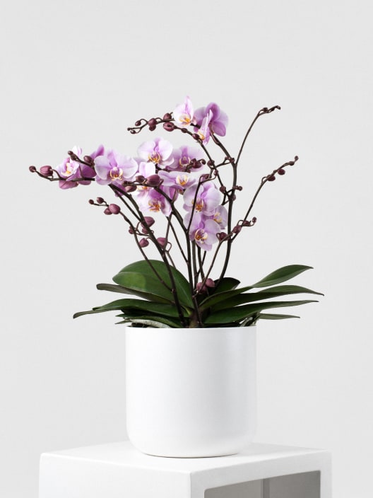 Orquídea Premium Phalaenopsis 'Bellissimo Angelo'
