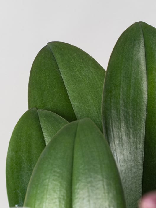 Orquídea Premium Phalaenopsis 'Bellissimo Angelo'