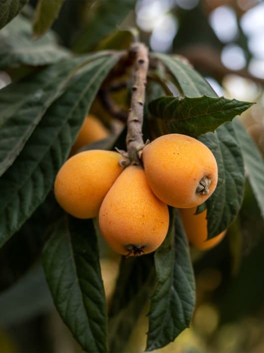 Níspero 'Tanaka' (Eriobotrya japonica)