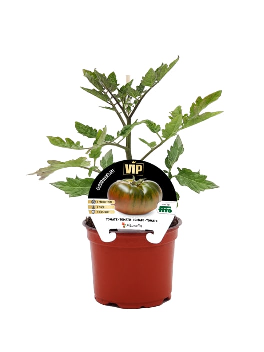 Tomate Raf Fimande - Planta de huerto