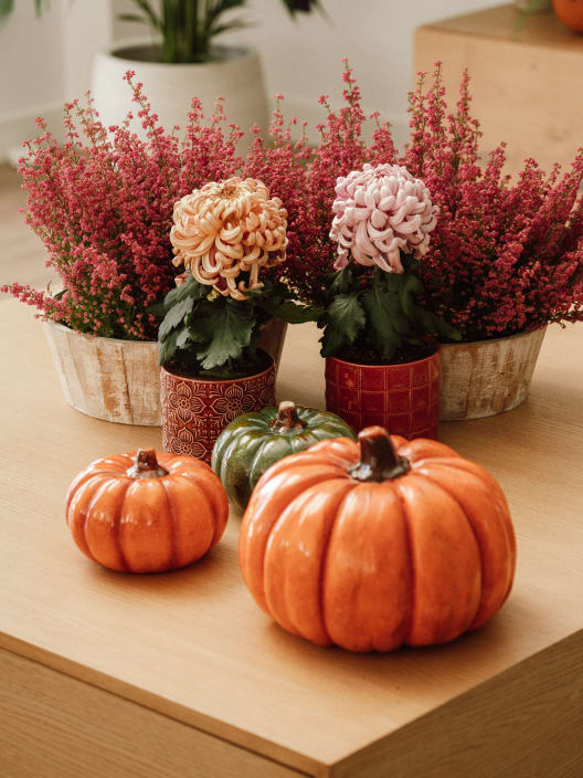 Calabaza decorativa verde Dijk