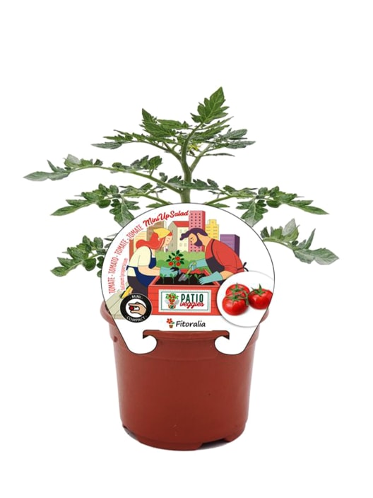 Tomate MiniUpSalad - Planta de huerto