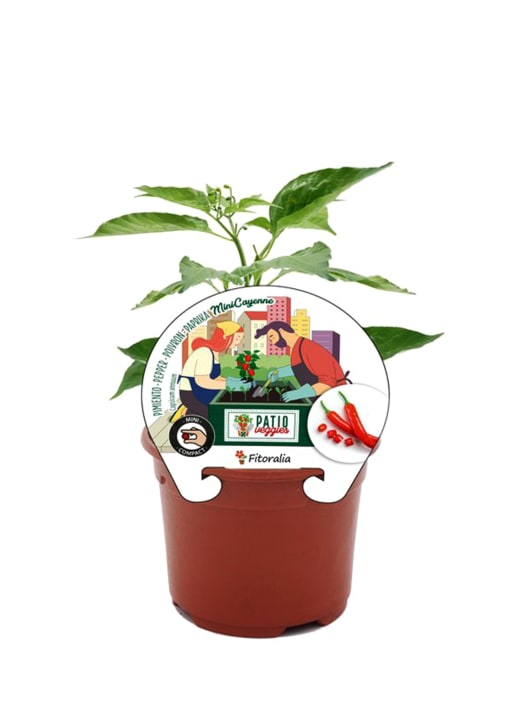 Pimiento picante MiniCayenne - Planta de huerto