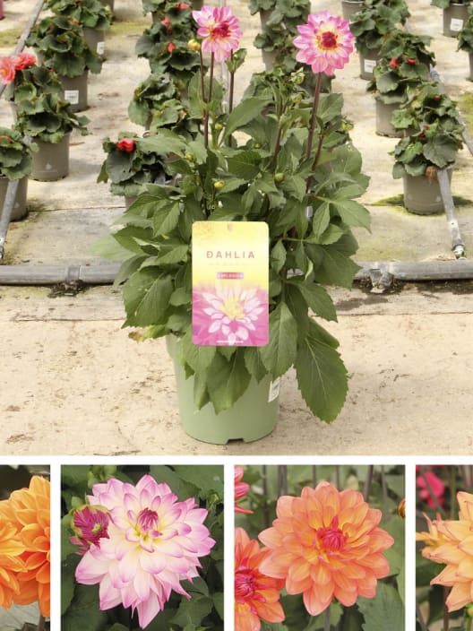 Dahlia ×hortensis