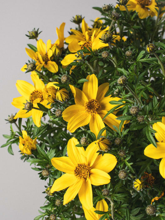 Bidens ferulifolia