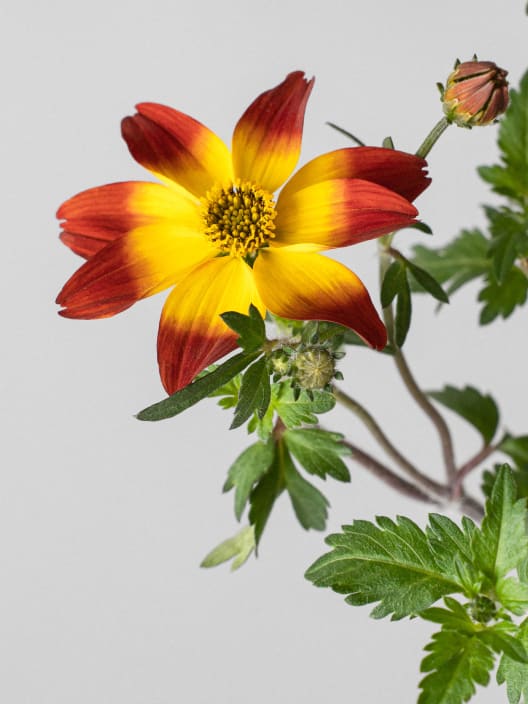 Bidens ferulifolia