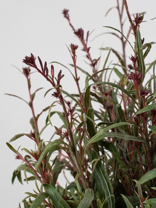 Gaura (Oenothera lindheimeri)