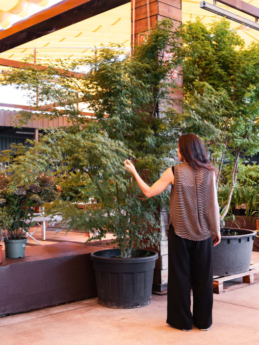 Acer palmatum cv.